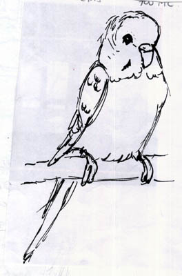budgie05.jpg