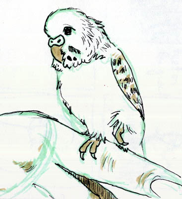 budgieonfinger05.jpg