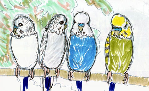 budgies05.jpg